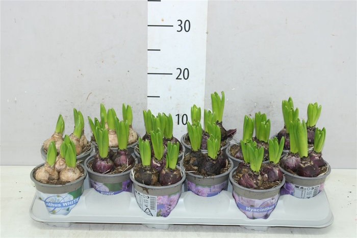 <h4>Hyacinthus Gemengd 3pp</h4>