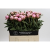 Paeonia Sarah Bernhardt