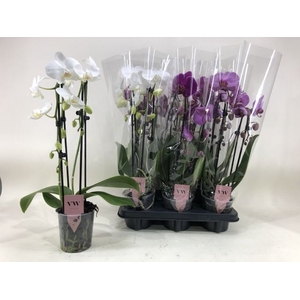 PHAL GEM
