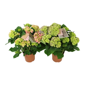 Hydrangea bicolor mix 9/10 flowers