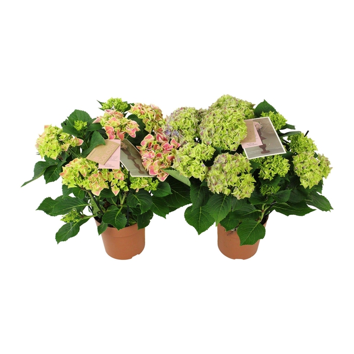 <h4>Hydrangea bicolor mix 9/10 flowers</h4>