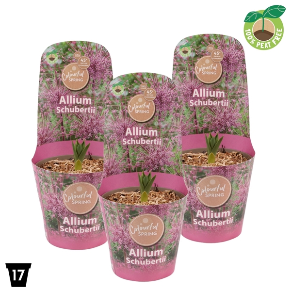 <h4>Allium Schubertii XXL</h4>