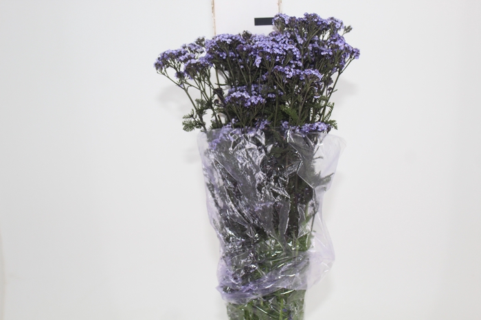 <h4>ACHILLEA MILLEFOLIUM VARIADO TINTURADA 060 CM</h4>