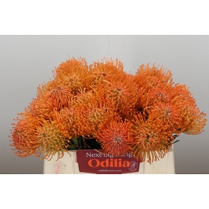 Nutans Ayoba Orange