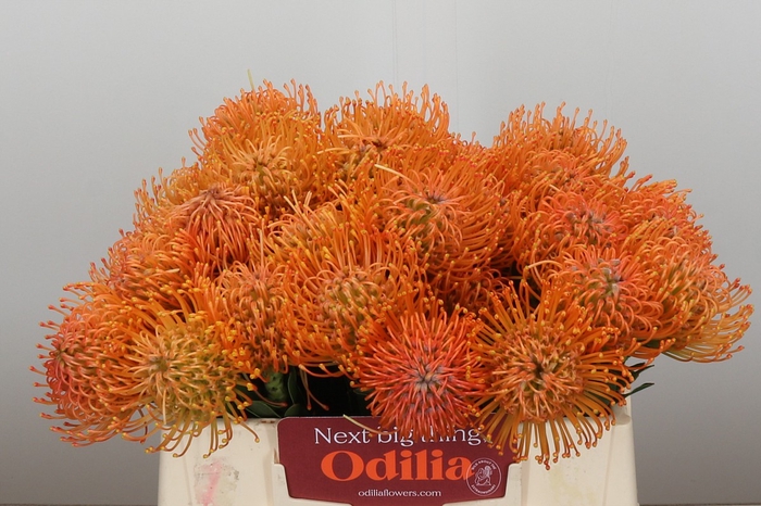 <h4>Nutans Ayoba Orange</h4>