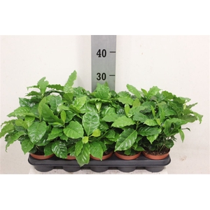 Coffea Arabica