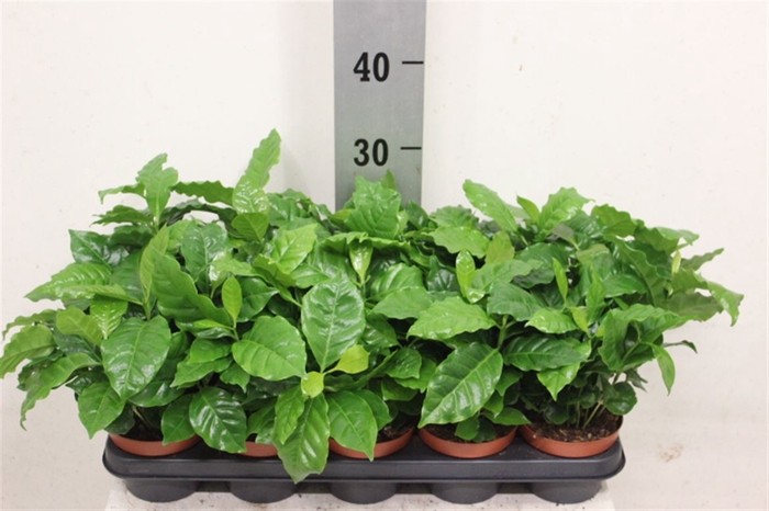 <h4>Coffea Arabica</h4>