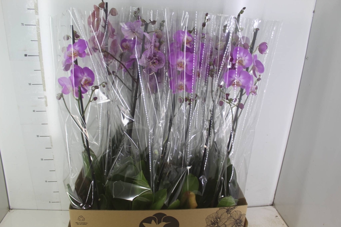 <h4>PHALAENOPSIS MIX P12</h4>