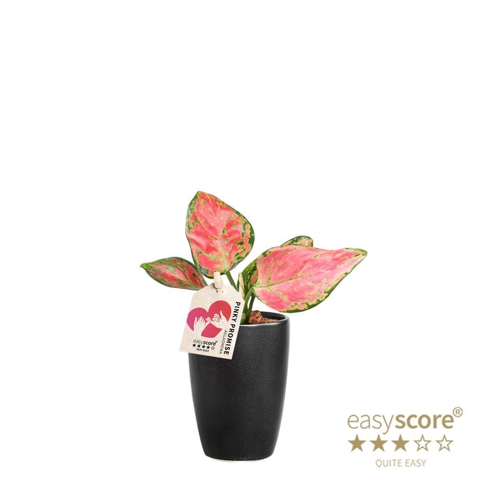 <h4>AGLAONEMA COMM. p7 Classic black</h4>