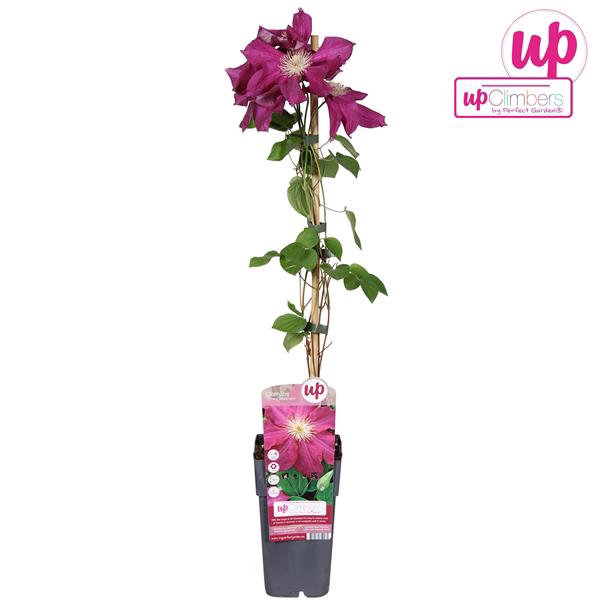 <h4>Clematis Ernest Markham P15</h4>