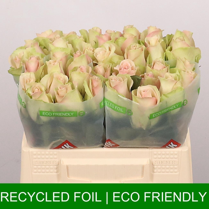 <h4>R GR LA BELLE</h4>