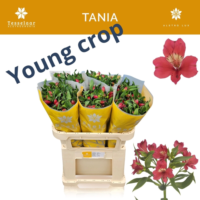 <h4>ALSTR TANIA</h4>
