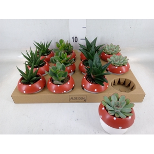 Arr.  Succulents L%