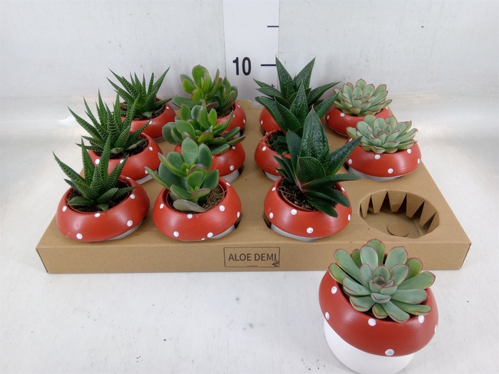 <h4>Arr.  Succulents L%</h4>