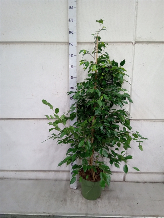 <h4>Ficus benja. 'Exotica'</h4>