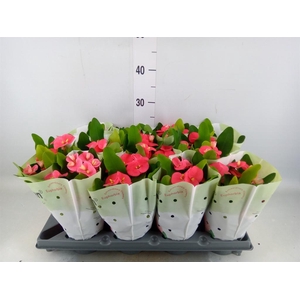 Euphorbia milii   ...