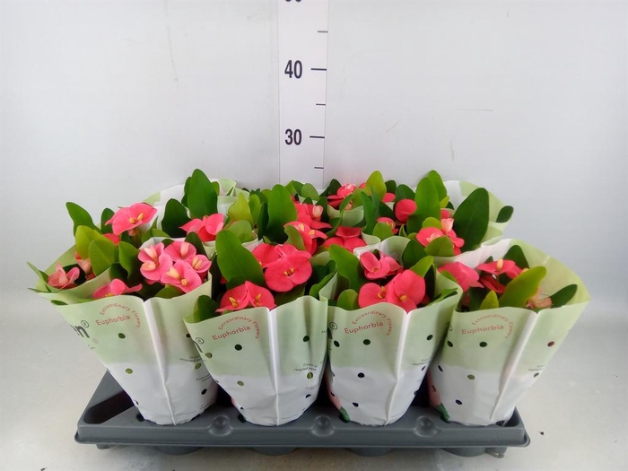 <h4>Euphorbia milii   ...</h4>