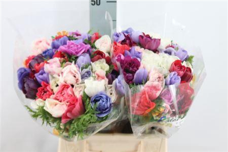 <h4>Anemoon Carillon Double Mix</h4>