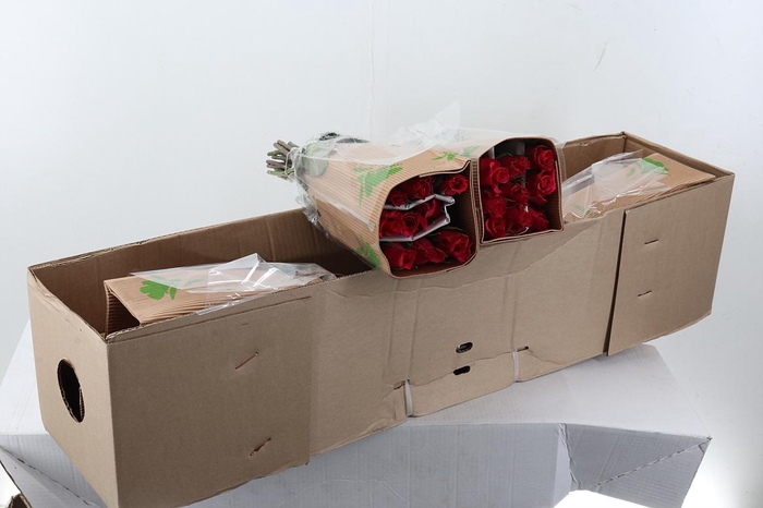 <h4>R Gr Jacaranda Box Fu</h4>