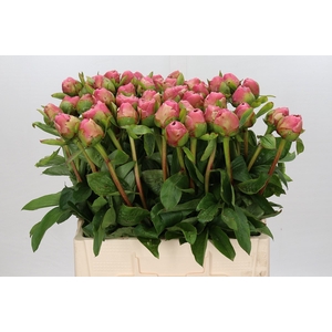 Paeonia Marty Star