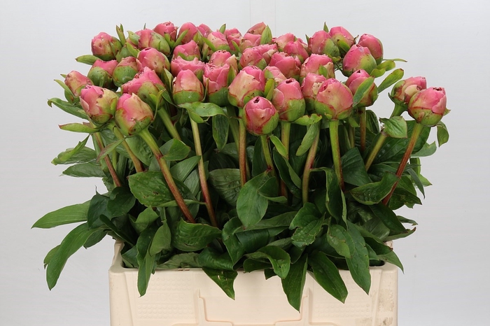 <h4>Paeonia Marty Star</h4>