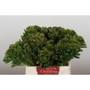 Kaaps Groen Albigreen