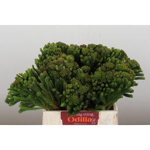 Kaaps Groen Albigreen