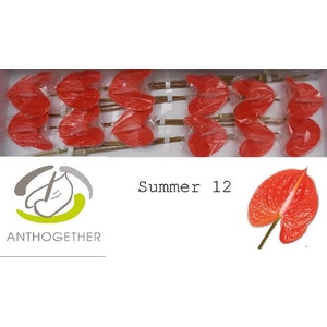 Anth A Summer 13 cm X12 Oosterzon