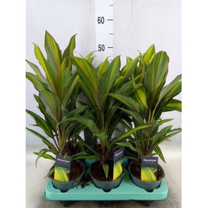 Cordyline fruti. 'Kiwi'