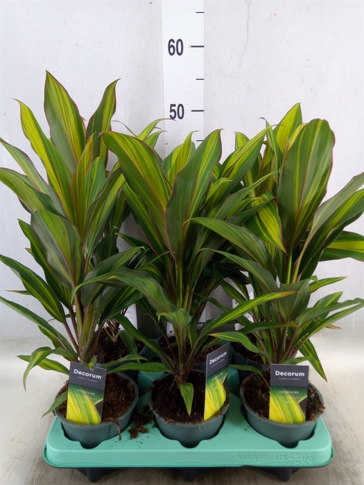<h4>Cordyline fruti. 'Kiwi'</h4>