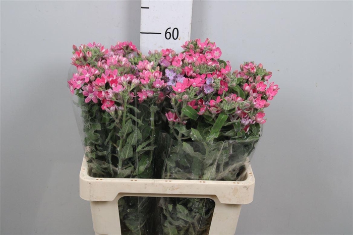 <h4>Oxy Co Pink Harmony</h4>