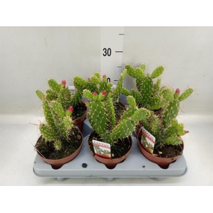 Opuntia