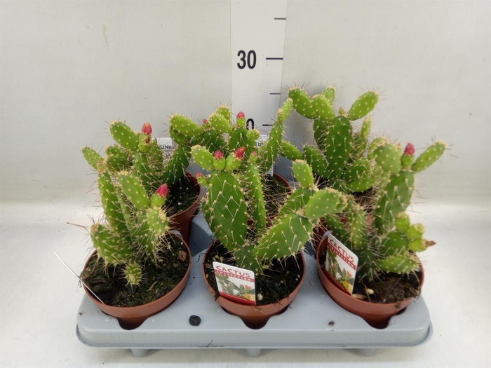 <h4>Opuntia</h4>
