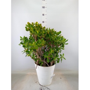 Crassula ovata 'Sunset'