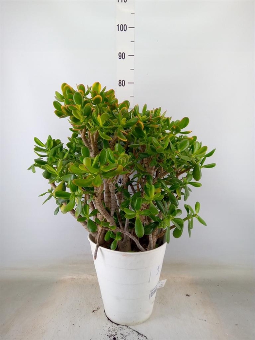 <h4>Crassula ovata 'Sunset'</h4>