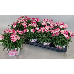 Dianthus Sprint Pink & Proud 12Ø 20-25cm