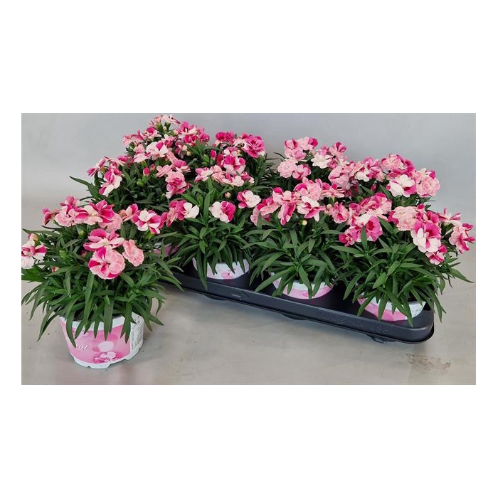 <h4>Dianthus Sprint Pink & Proud 12Ø 20-25cm</h4>