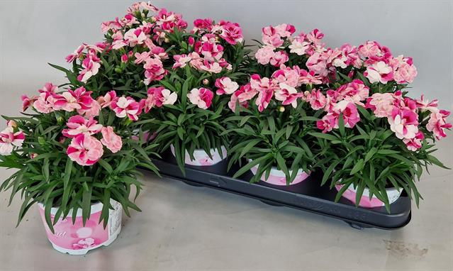 Dianthus Sprint Pink & Proud 12Ø 20-25cm