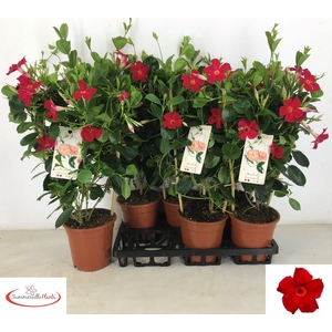 MANDE SUN EA SCARLET