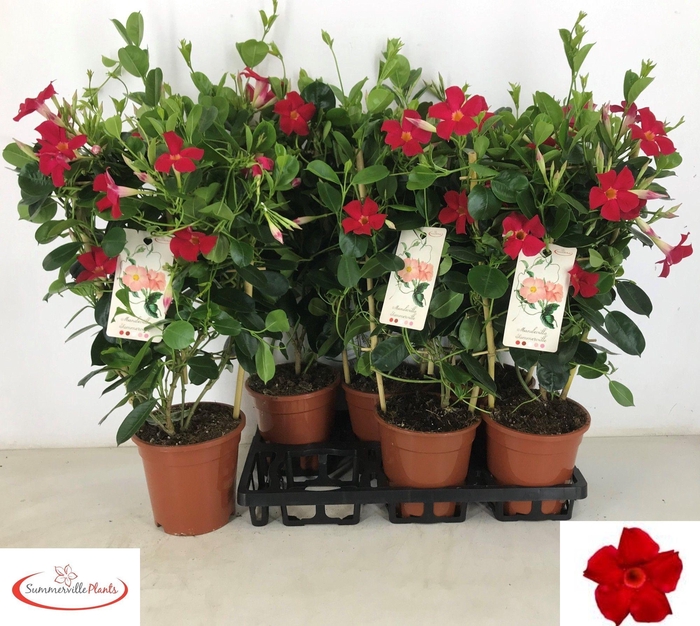 <h4>MANDE SUN EA SCARLET</h4>