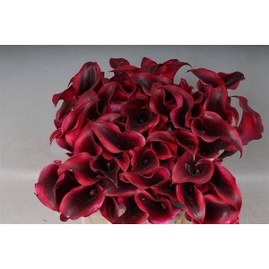 Calla Rudolph