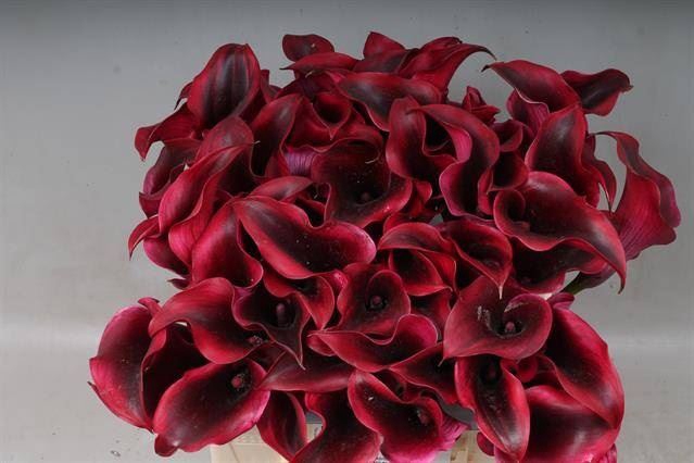 <h4>Calla Rudolph</h4>
