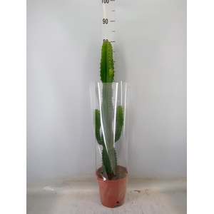 Euphorbia acrurensis