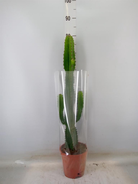 <h4>Euphorbia acrurensis</h4>
