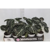 ALOCASIA SINUATA P12