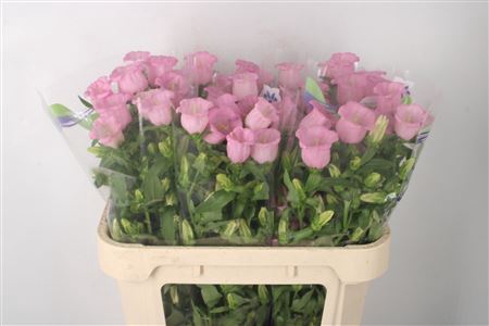 <h4>Campanula Med Pearl Pink</h4>