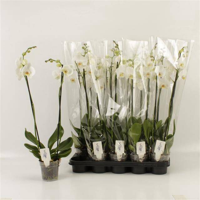 <h4>PHAL OV WIT</h4>