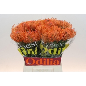 LEUCO AYOBA MAN ZEST