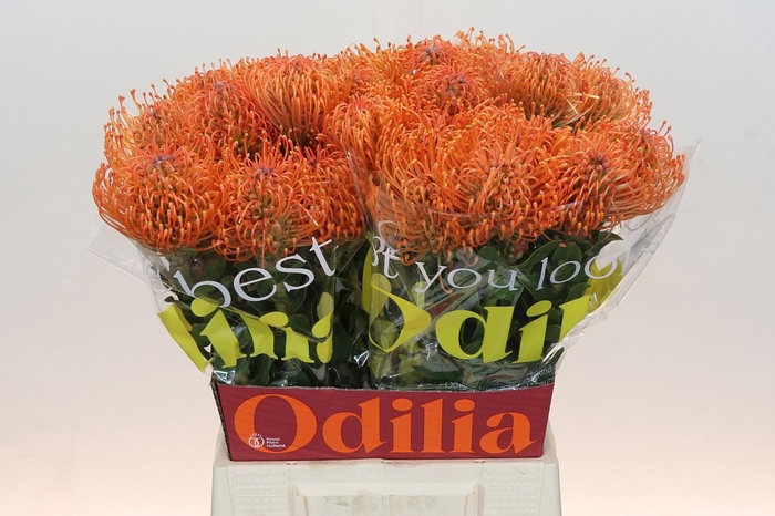 <h4>LEUCO AYOBA MAN ZEST</h4>