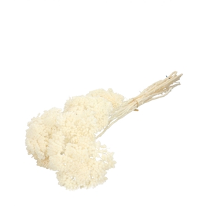 Droogbloem Achillea Bleached 65cm